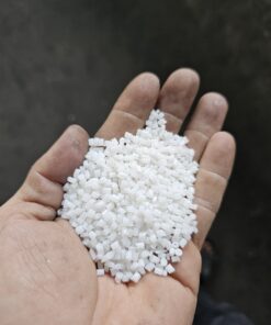 POM trắng tái sinh